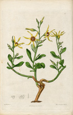 Yellow Anthocercis