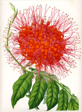 Jonesia Asoca