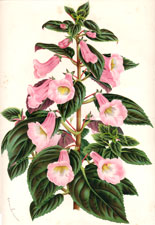 Plectopoma Naegelioides Suave Roseum