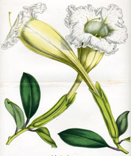 Solandra Loevis