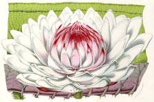 Victoria Regia fleur de grandeur naturelle