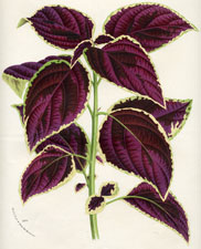 Coleus [Duchess of Edinburgh]