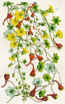 Tropoeolum Brachyceras