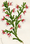 Erica Hartnello Hyemalis