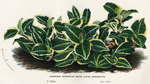 Goodyera Macrantha