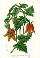 Illairea canarinoides