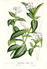 Strobilanthes lactata