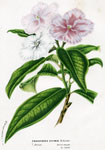 Franciscea Eximia