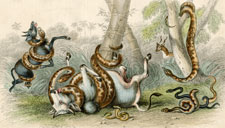 Snakes