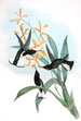 John Gould birds