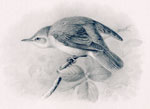 Female Marsh Warbler (sexual attitude)