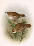 Grasshopper Warbler young