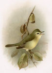 Melodious Warbler