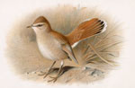 Rufous Warbler