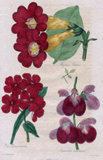 Bignonia Cherene
