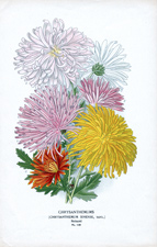 CHRYSANTHEMUMS