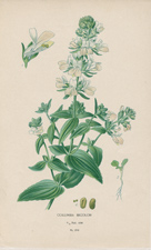 COLLINSIA BICOLOR