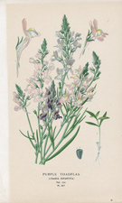 PURPLE TOADFLAX