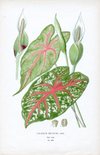 CALADIUM BICOLOR