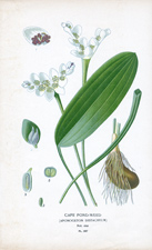CAPE POND-WEED