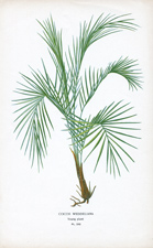 COCOS WEDDELIANA