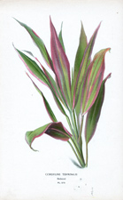 CORDYLINE TERMINALIS