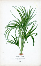 CURLY PALM