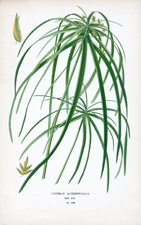 CYPERUS ALTERNIFOLIUS