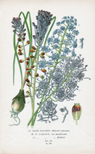 GRAPE HYACINTH
