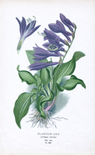 PLANTAIN LILY