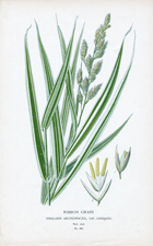 RIBBON GRASS