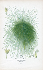 SCIRPUS RIPARIS