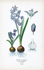 SIBERIAN SQUILL