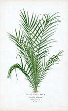 SPINY DATE PALM