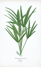 TRACHYCARPUS EXCELSUS