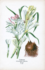 TUBEROSE