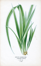 VEITCH'S SCREW-PINE
