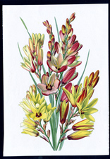 ANTIQUE BOTANICAL PRINT BY BERGERON HERINCQ