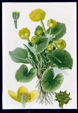 ANTIQUE BOTANICAL PRINT BY BERGERON HERINCQ