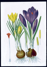 ANTIQUE BOTANICAL PRINT BY BERGERON HERINCQ