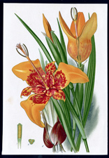 ANTIQUE BOTANICAL PRINT BY BERGERON HERINCQ