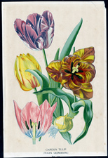 ANTIQUE BOTANICAL PRINT BY BERGERON HERINCQ