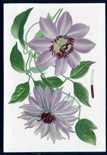 ANTIQUE BOTANICAL PRINT BY BERGERON HERINCQ