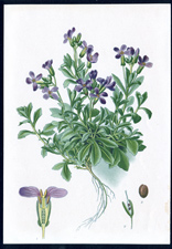 ANTIQUE BOTANICAL PRINT BY BERGERON HERINCQ