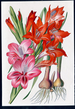 ANTIQUE BOTANICAL PRINT BY BERGERON HERINCQ
