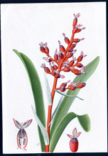 ANTIQUE BOTANICAL PRINT BY BERGERON HERINCQ
