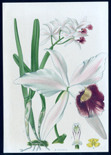 ANTIQUE BOTANICAL PRINT BY BERGERON HERINCQ