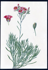 ANTIQUE BOTANICAL PRINT BY BERGERON HERINCQ
