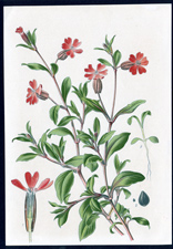 ANTIQUE BOTANICAL PRINT BY BERGERON HERINCQ