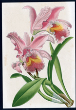 ANTIQUE BOTANICAL PRINT BY BERGERON HERINCQ